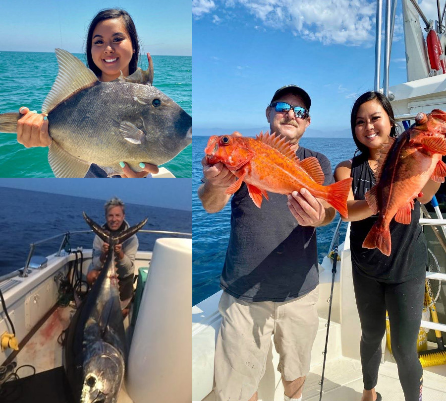 Calico Bass and Lingcod caught with LA Sportfishing and a Bluefin from Fin Fetish
